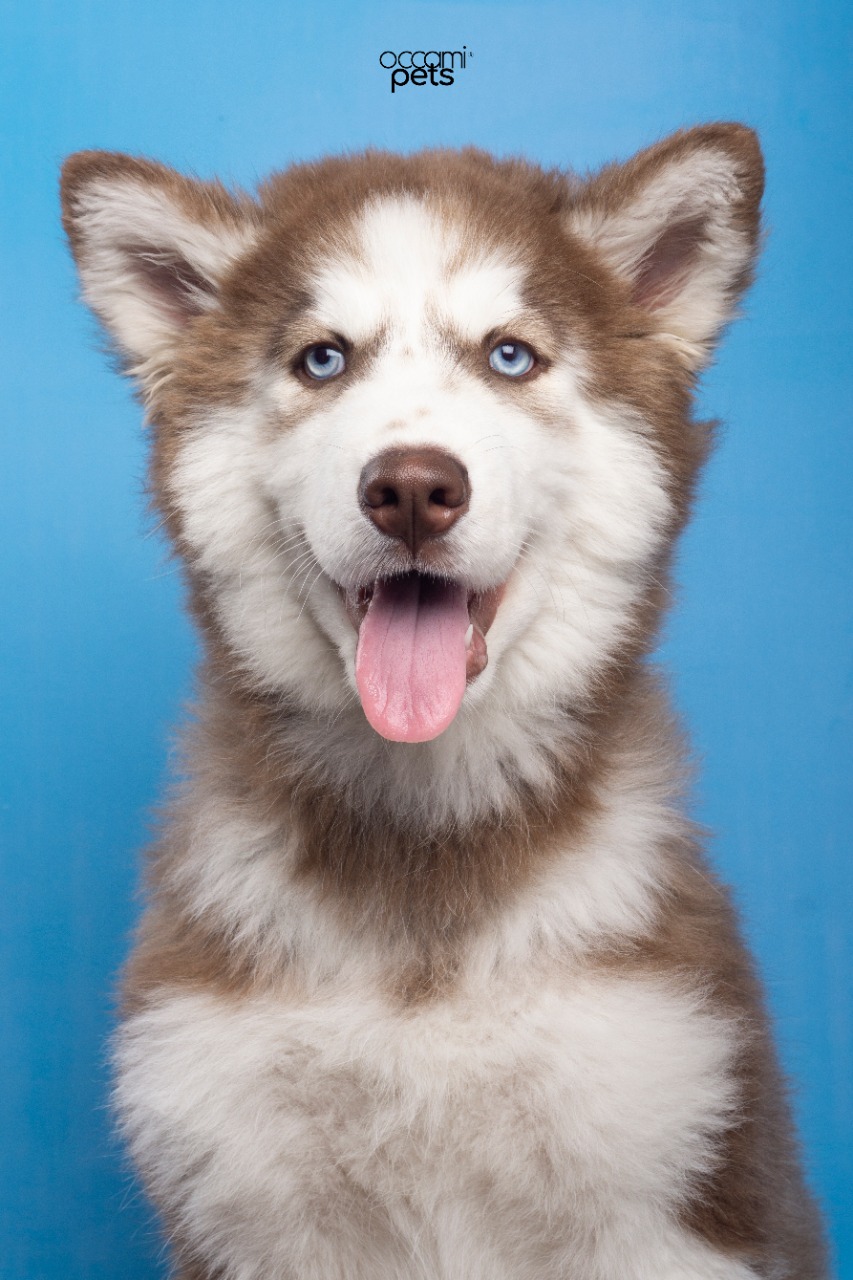 Homero el Husky